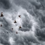 Birds flying front of storm clouds