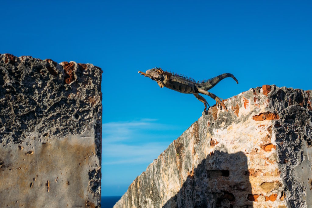 Iguana leaping from one stone to another