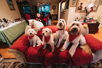 5 dogs on a red couch in a living room with Christmas decorations