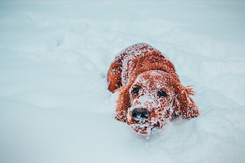Cure dog deep in snow