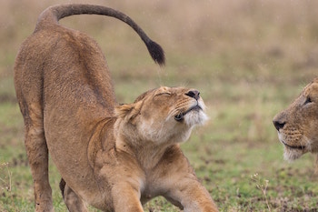 Lioness in a field stretching