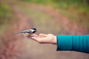 Bird eating food from an outstretched hand